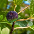 Fig fruit on the tree Royalty Free Stock Photo