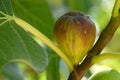 Fig fruit on the tree Royalty Free Stock Photo