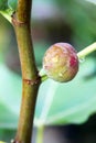 Fig fruit Royalty Free Stock Photo