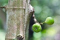Fig fruit on the tree (Also called as Common Fig, Ficus carica L
