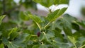 Fig fruit tree Royalty Free Stock Photo