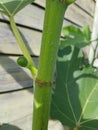 Fig fruit tree with fig fruits close-up Royalty Free Stock Photo