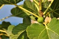 fig on the tree, fig tree, large leaves of the tree