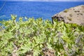 Fig fruit tree in nature next to the sea Royalty Free Stock Photo