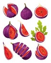 Fig Fruit Whole and Cut with Thin Skin and Many Small Seeds Inside Vector Set Royalty Free Stock Photo