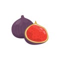 Fig fruit whole and half vector Illustration on a white background Royalty Free Stock Photo