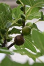 Fig fruits on a branch with green leaves. Blurred background