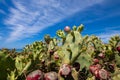 Fig fruits in green cactus opuntia ficus-indica and blue sky