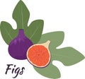 Fig fruits on a white background, editable object. Figs whole and cut in half with leaves. Isolated object.