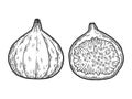 Fig fruits. Whole and half. Sketch scratch board imitation. Black and white. Royalty Free Stock Photo