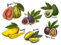 Fig and guava, avocado and mango,maracuya sketches