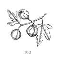 Fig hand drawn vector illustration.Detailed engraving style sketch. Summer fruit, isolated on the white background. Royalty Free Stock Photo