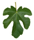 Fig leaf Royalty Free Stock Photo