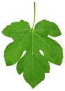 Fig leaf Royalty Free Stock Photo