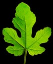 Fig leaf Royalty Free Stock Photo