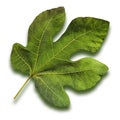 Fig Leaf Royalty Free Stock Photo