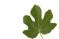 Fig Leaf Royalty Free Stock Photo