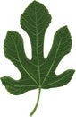 Fig leaf Royalty Free Stock Photo