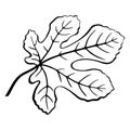 Fig Leaf Black Pictogram