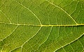 Fig Leaf Close-up Royalty Free Stock Photo