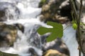 Fig leaf, Close-up. Clean water flowing between cliffs Royalty Free Stock Photo