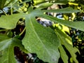Fig leaf - close up, nature Royalty Free Stock Photo