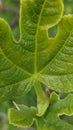 Fig Leaf Close Up Royalty Free Stock Photo