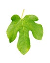 Fig Leaf Royalty Free Stock Photo