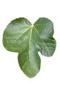 Fig leaf ficus carica cut out and isolated on a white background Royalty Free Stock Photo