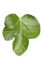 Fig leaf ficus carica cut out and isolated on a white background Royalty Free Stock Photo
