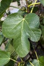 Fig leaf ficus carica with green fruit