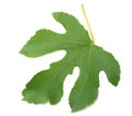 Fig leaf isolated on white background. top view Royalty Free Stock Photo