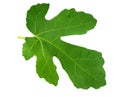 Fig leaf isolated on white background. top view Royalty Free Stock Photo