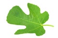 Fig leaf isolated on white background. top view Royalty Free Stock Photo