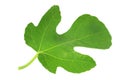 Fig leaf isolated on white background. top view Royalty Free Stock Photo