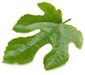 Fig leaf isolated on white background. top view Royalty Free Stock Photo