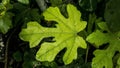 Fig leaf on a rainy day Royalty Free Stock Photo