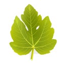 Fig leaf Royalty Free Stock Photo