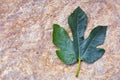 Fig leaf, leaf of fig tree. Metaphor of concealing what may be considered indecorous or indecent. Copy space