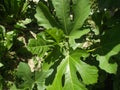 Fig leaf Royalty Free Stock Photo