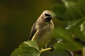 Fig Leaf Bandit Cedar Waxwing Bird 01 Royalty Free Stock Photo
