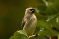 Fig Leaf Bandit Cedar Waxwing Bird 03 Royalty Free Stock Photo