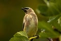 Fig Leaf Bandit Cedar Waxwing Bird 05 Royalty Free Stock Photo