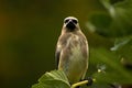 Fig Leaf Bandit Cedar Waxwing Bird 07 Royalty Free Stock Photo