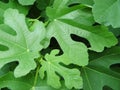 fig leaves Royalty Free Stock Photo