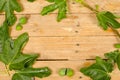 Fig leaves background Royalty Free Stock Photo