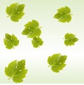 Fig leaves background Royalty Free Stock Photo