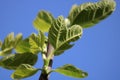 Fig leaves close up Royalty Free Stock Photo