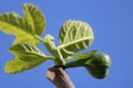 Fig leaves close up Royalty Free Stock Photo