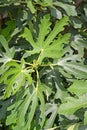 Fig leaves Ficus carica L. close up Royalty Free Stock Photo